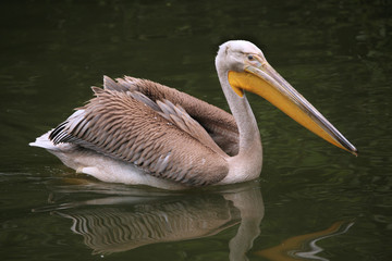Grey pelican (Pelecanus philippensis).