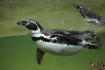 Humboldt penguin (Spheniscus humboldti).