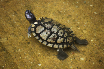 Red-eared slider (Trachemys scripta elegans).