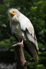 Obraz premium Egyptian vulture (Neophron percnopterus).