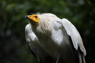 Egyptian vulture (Neophron percnopterus).