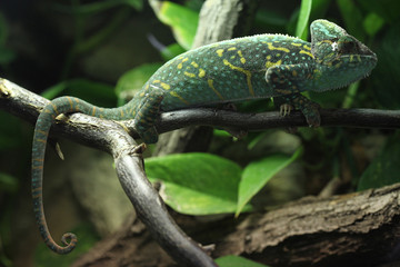 Veiled chameleon (Chamaeleo calyptratus). © Vladimir Wrangel