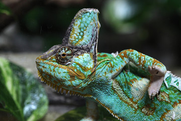 Veiled chameleon (Chamaeleo calyptratus).