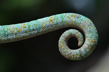 Acrylic prints Chameleon Tail of the veiled chameleon (Chamaeleo calyptratus).
