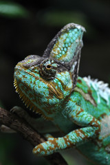 Veiled chameleon (Chamaeleo calyptratus).