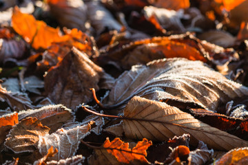close up of autumn leaves covered in frost