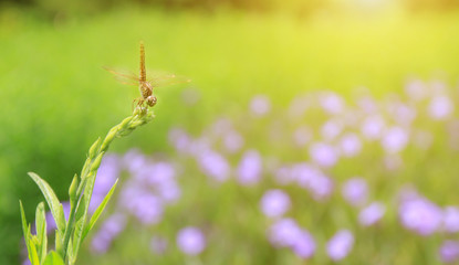 Dragonfly on a flower in nature