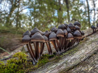 A group  fungus or mushroom of the genus Mycena, growingon a log, with moss, showing the forrest in the background