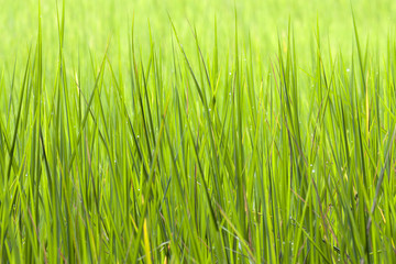 Fototapeta na wymiar rice fields background