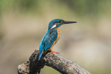 kingfisher
