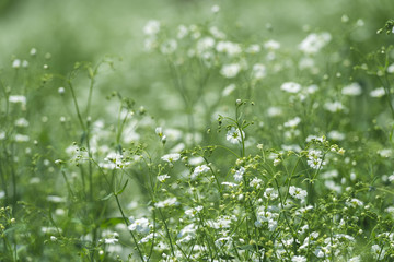 かすみ草