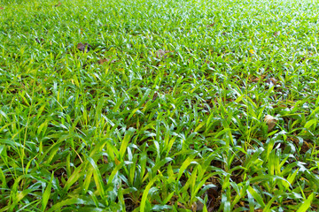 Fototapeta premium beautiful summer garden with large green lawns