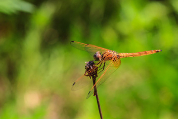  dragonfly resting on a branch