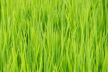 Fototapeta na wymiar Bright Green Grass 