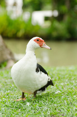 Close up of white duck on green grass