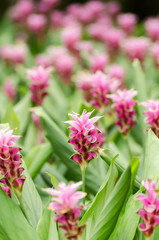 Siam tulip or Curcuma flower in Chiangmai,northern of Thailand