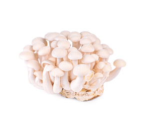shimeji mushrooms white isolated on whith background