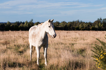 Obraz na płótnie Canvas Old white horse on pasture
