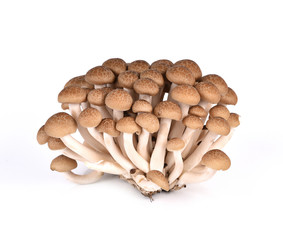 brown beech mushroom isolated on white background