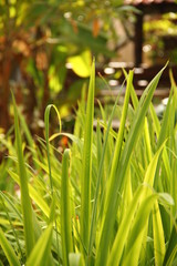 Green grass for background