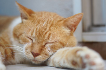 Naklejka premium 眠る茶猫