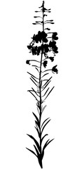 Willow-herb flower