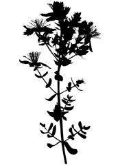 Hypericum St. John's wort flower