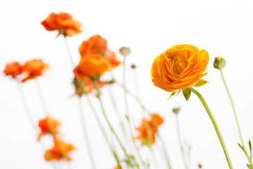 橙色のハナキンポウゲの花