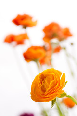 橙色のハナキンポウゲの花