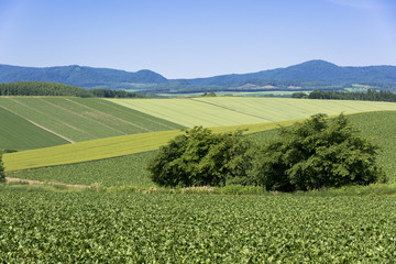 丘の町美瑛のパッチワークの路