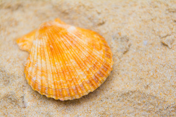 beautiful scallops shell on the sand