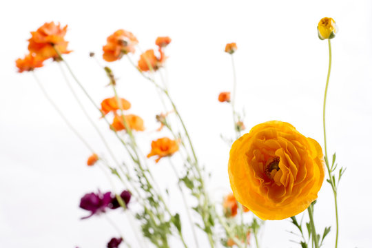 花金鳳花images Browse 95 Stock Photos Vectors And Video Adobe Stock