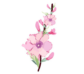 Japanese plum blossom watercolor