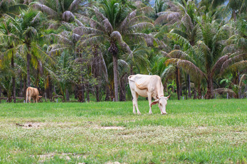 cow eating grass at the field