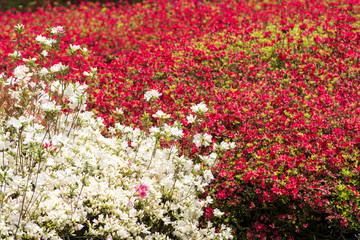 赤をバックに白いクルメツツジの花