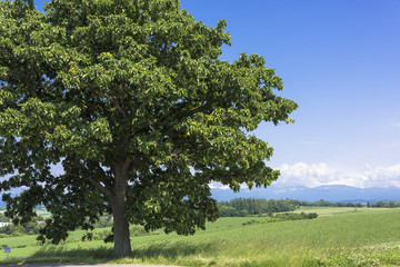 Fototapeta premium 丘の町美瑛のパッチワークの路