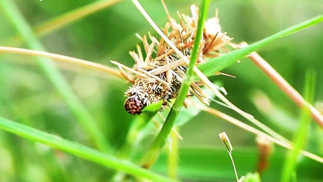 psychidae in bagworms