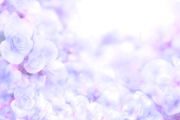 Obraz premium soft sweet blue purple flower background from begonia flowers