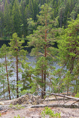 Pine trees in a forest lake in the wilderness
