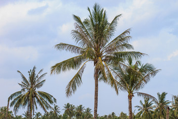 Fototapeta na wymiar Palm tree with coconut