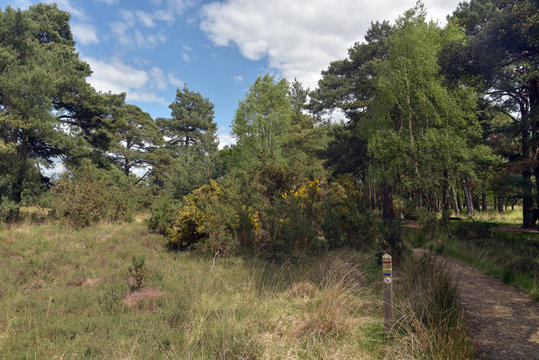 Arne Nature Reserve, Dorset