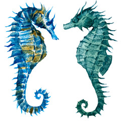 Watercolor seahorses © zenina