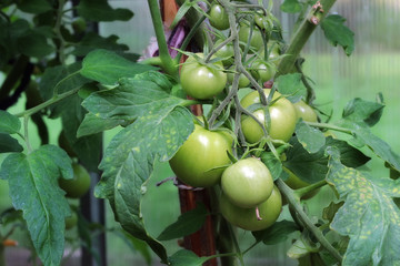 Зеленые помидоры на ветке в теплице.