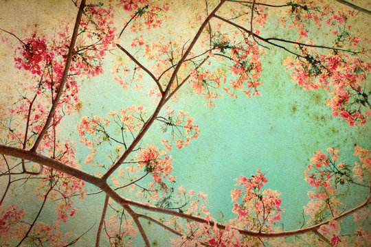 Abstract retro background from Flam-boyant or peacock flowers