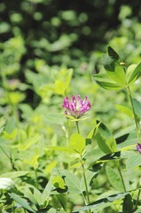 Blooming clover in the forest.