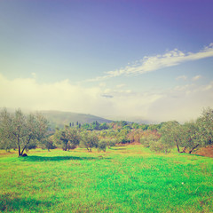 Olive Grove