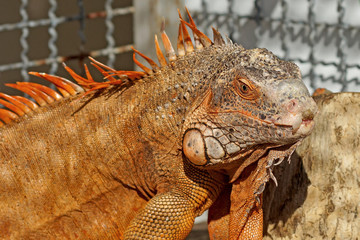 red iguana
