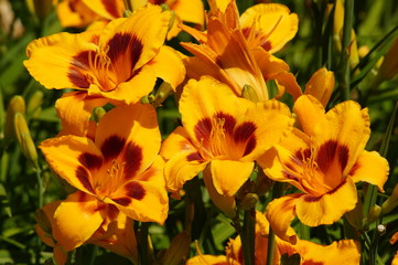 Obraz na płótnie Canvas Hemerocallis - Beautiful yellow daylily flowers blossom in the garden