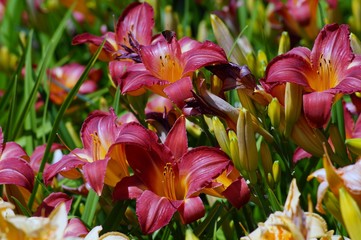 Hemerocallis - Beautiful  daylily flowers blossom in the garden