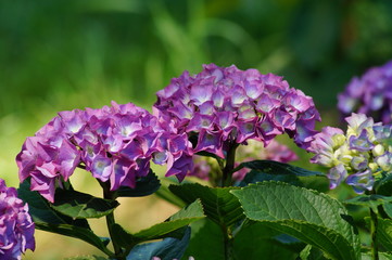 Hydrangea macrophylla - Beautiful bush of hydrangea flowers in a garden
